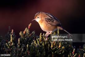 Image result for Cisticola juncidis