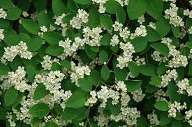 Attēlu rezultāti vaicājumam “Cotoneaster multiflorus leaf”