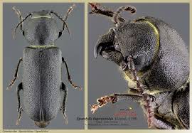 Attēlu rezultāti vaicājumam “Spondylis buprestoides”