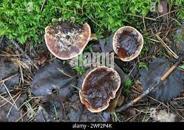 Attēlu rezultāti vaicājumam “Hydnellum ferrugineum”