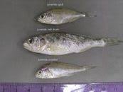 Image result for Micropogonias undulatus