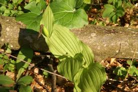 Attēlu rezultāti vaicājumam “Cypripedium calceolus leaf”