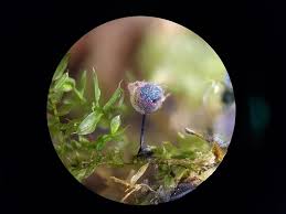 Attēlu rezultāti vaicājumam “Lamproderma echinosporum spores”