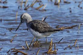 Attēlu rezultāti vaicājumam “Tringa nebularia adult”