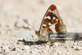 Attēlu rezultāti vaicājumam “Apatura iris male”