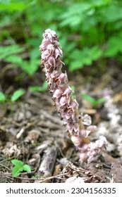 Attēlu rezultāti vaicājumam “Lathraea squamaria bud”