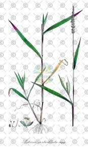 Attēlu rezultāti vaicājumam “Sesleria caerulea fruit”