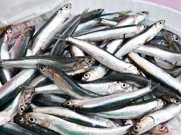 Attēlu rezultāti vaicājumam “Charales”