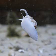 Image result for Buccinum undatum