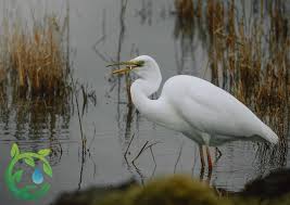 Attēlu rezultāti vaicājumam “Egretta alba”