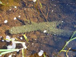 Attēlu rezultāti vaicājumam “Trichoptera egg mass”