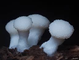 Attēlu rezultāti vaicājumam “Physarum, Nannengaella sp.”