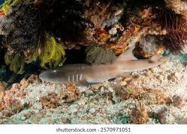 Image result for Nebrius ferrugineus