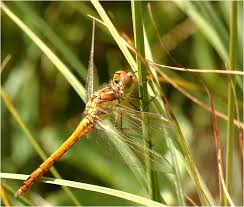 Attēlu rezultāti vaicājumam “Sympetrum vulgatum male”