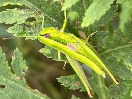 Attēlu rezultāti vaicājumam “Chrysochraon dispar”