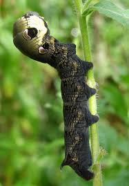 Attēlu rezultāti vaicājumam “Deilephila elpenor larva”