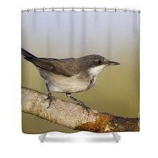 Image result for Sylvia hortensis