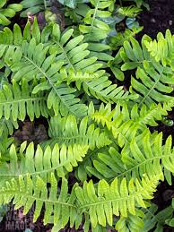 Attēlu rezultāti vaicājumam “Polypodium vulgare”