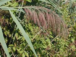Attēlu rezultāti vaicājumam “Phragmites communis leaf”