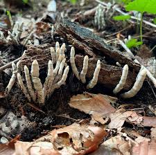 Attēlu rezultāti vaicājumam “Xylaria”