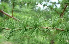 Attēlu rezultāti vaicājumam “Larix decidua”