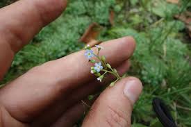 Attēlu rezultāti vaicājumam “Myosotis laxa subsp. baltica”