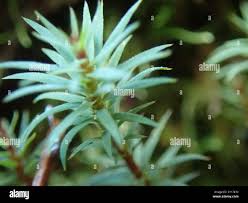 Attēlu rezultāti vaicājumam “Pogonatum urnigerum”