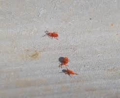 Attēlu rezultāti vaicājumam “Trombidiidae”