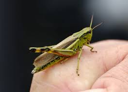 Attēlu rezultāti vaicājumam “Stethophyma grossum”