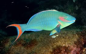 Image result for Sparisoma amplum