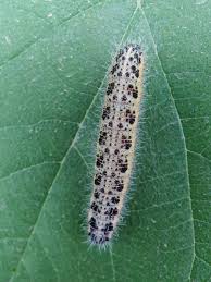 Attēlu rezultāti vaicājumam “Pieris brassicae larva”