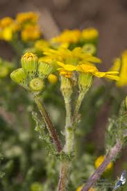 Attēlu rezultāti vaicājumam “Senecio vernalis leaf”