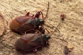 Attēlu rezultāti vaicājumam “Gastrodes grossipes”