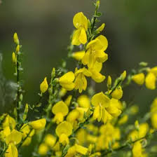 Attēlu rezultāti vaicājumam “Cytisus scoparius leaf”