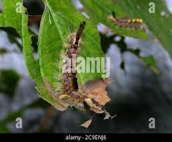 Attēlu rezultāti vaicājumam “Orgyia antiqua”