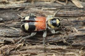 Attēlu rezultāti vaicājumam “Cleridae”