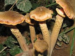 Attēlu rezultāti vaicājumam “Armillaria sp.”