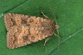 Attēlu rezultāti vaicājumam “Caradrina morpheus”