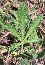 Image result for Potentilla recta