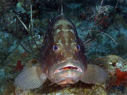 Image result for Epinephelus morio