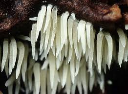 Attēlu rezultāti vaicājumam “Mucronella calva”