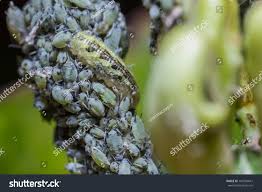 Attēlu rezultāti vaicājumam “Syrphus larva”