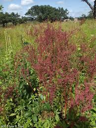 Attēlu rezultāti vaicājumam “Chenopodium acerifolium”
