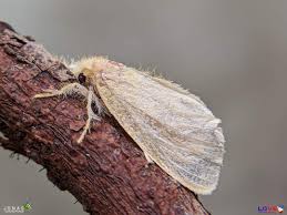 Attēlu rezultāti vaicājumam “Hypsopygia glaucinalis”