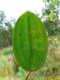 Attēlu rezultāti vaicājumam “Potamogetonaceae”