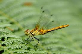 Attēlu rezultāti vaicājumam “Sympetrum sanguineum”