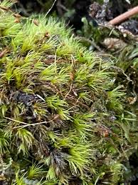 Attēlu rezultāti vaicājumam “Campylium stellatum sporophyte”