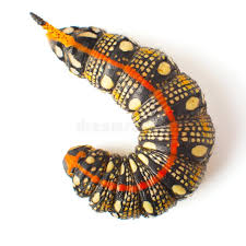 Attēlu rezultāti vaicājumam “Hyles gallii larva”