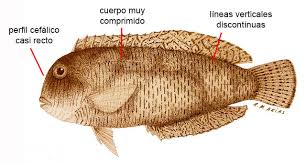 Image result for Xyrichtys novacula