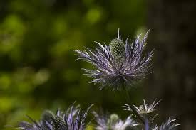 Image result for Alpendistel